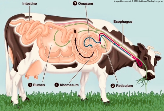 Cows eat grass. Rumen.