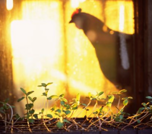 Eggs. A (Forgotten) Seasonal Food.