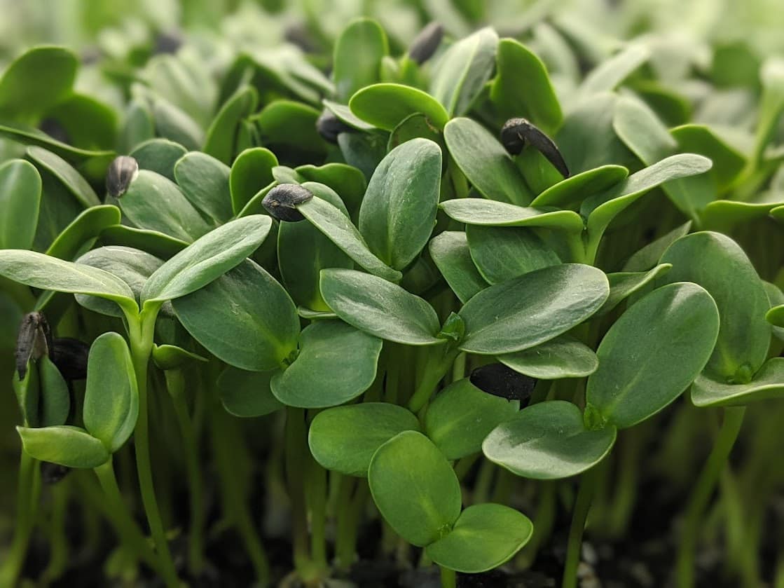 MicroGreens Sunflower