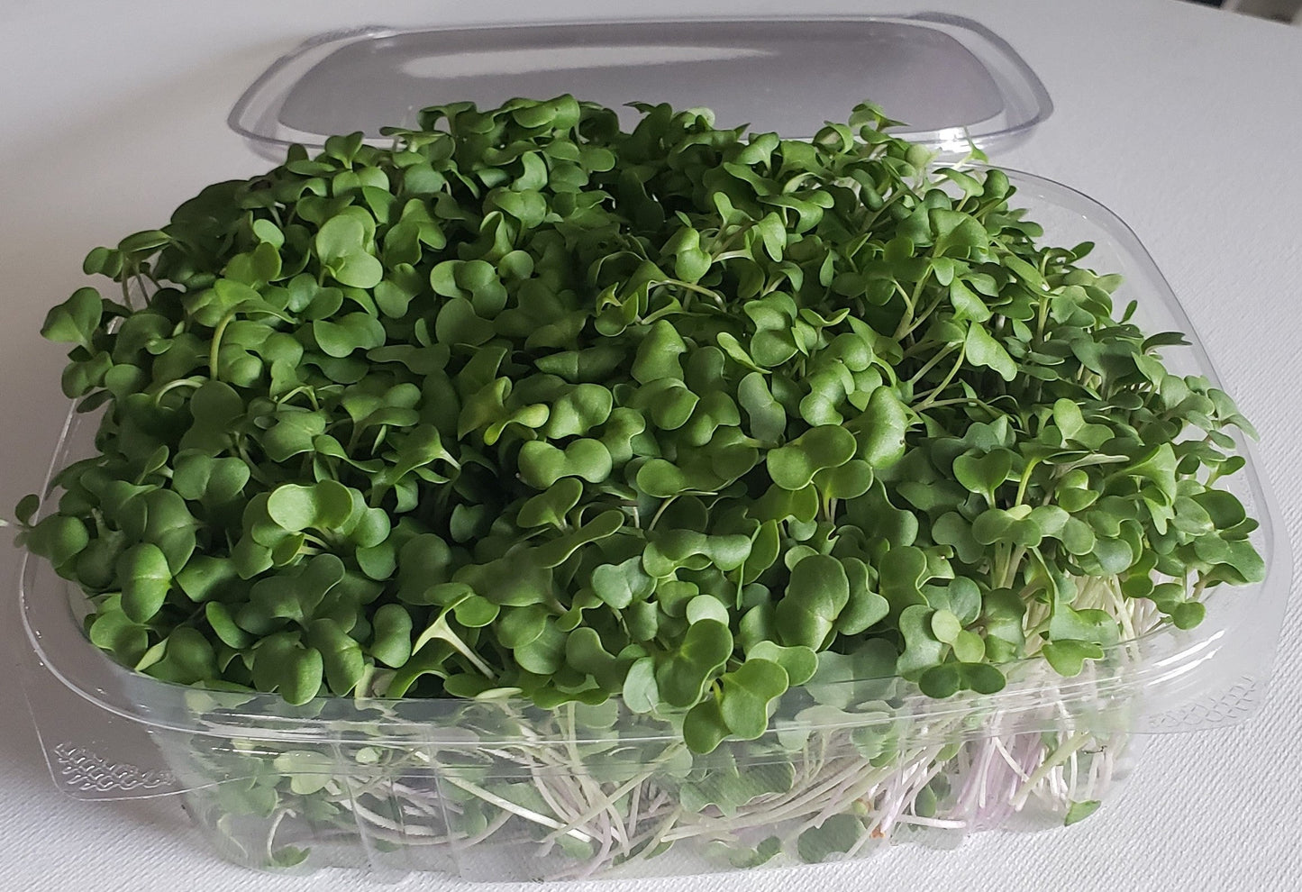 MicroGreens Broccoli