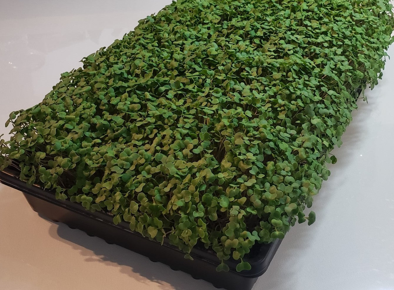 MicroGreens Broccoli