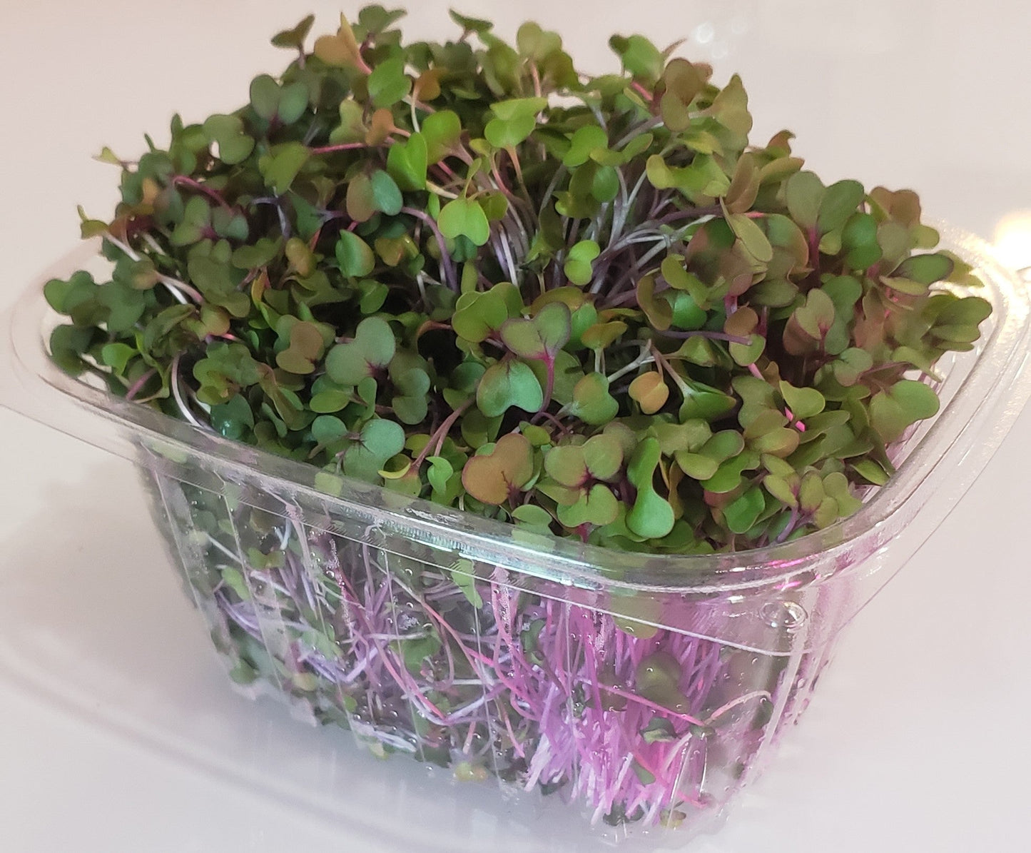 Mix Cabbage Kohlrabi MicroGreens