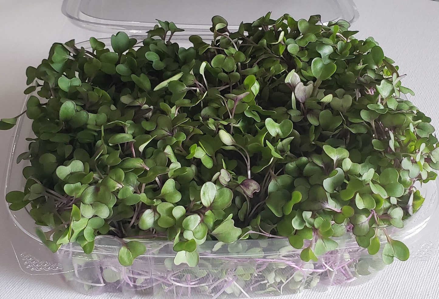 Mix Cabbage Kohlrabi MicroGreens