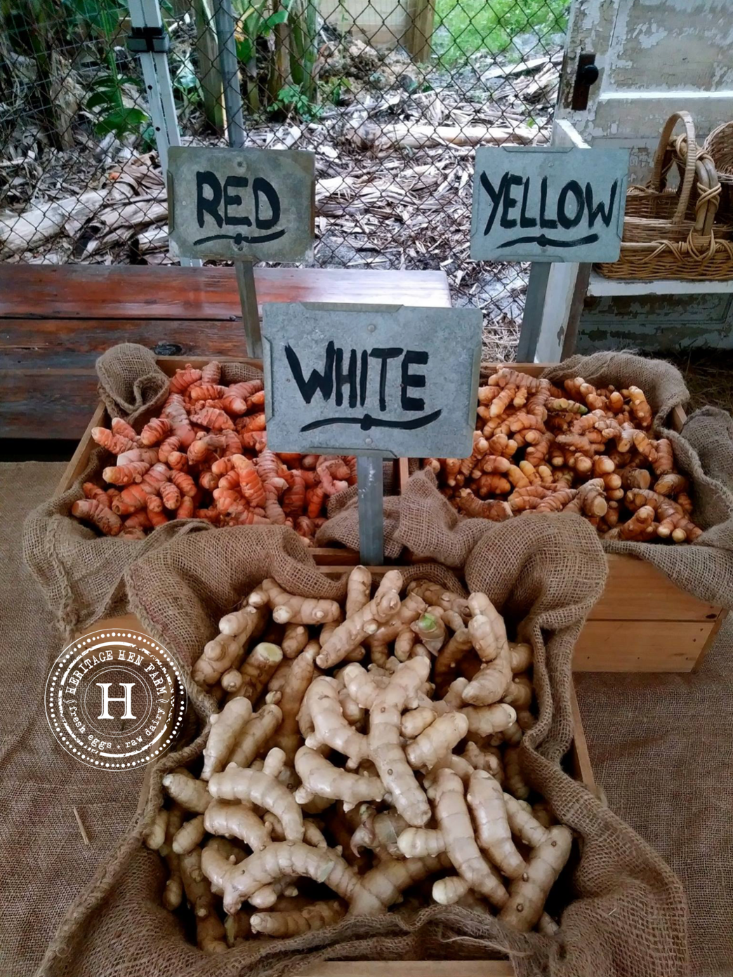 Turmeric Containers