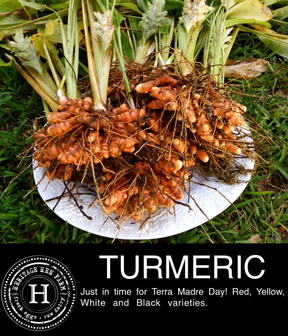 Turmeric Containers
