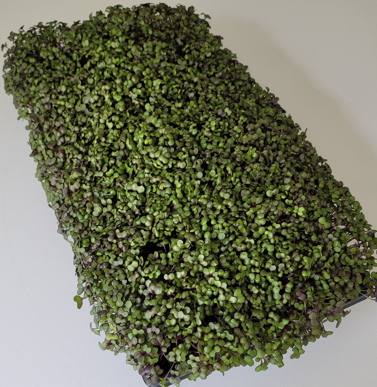 Mix Cabbage Kohlrabi MicroGreens