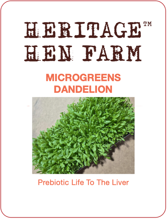 MicroGreens Dandelion