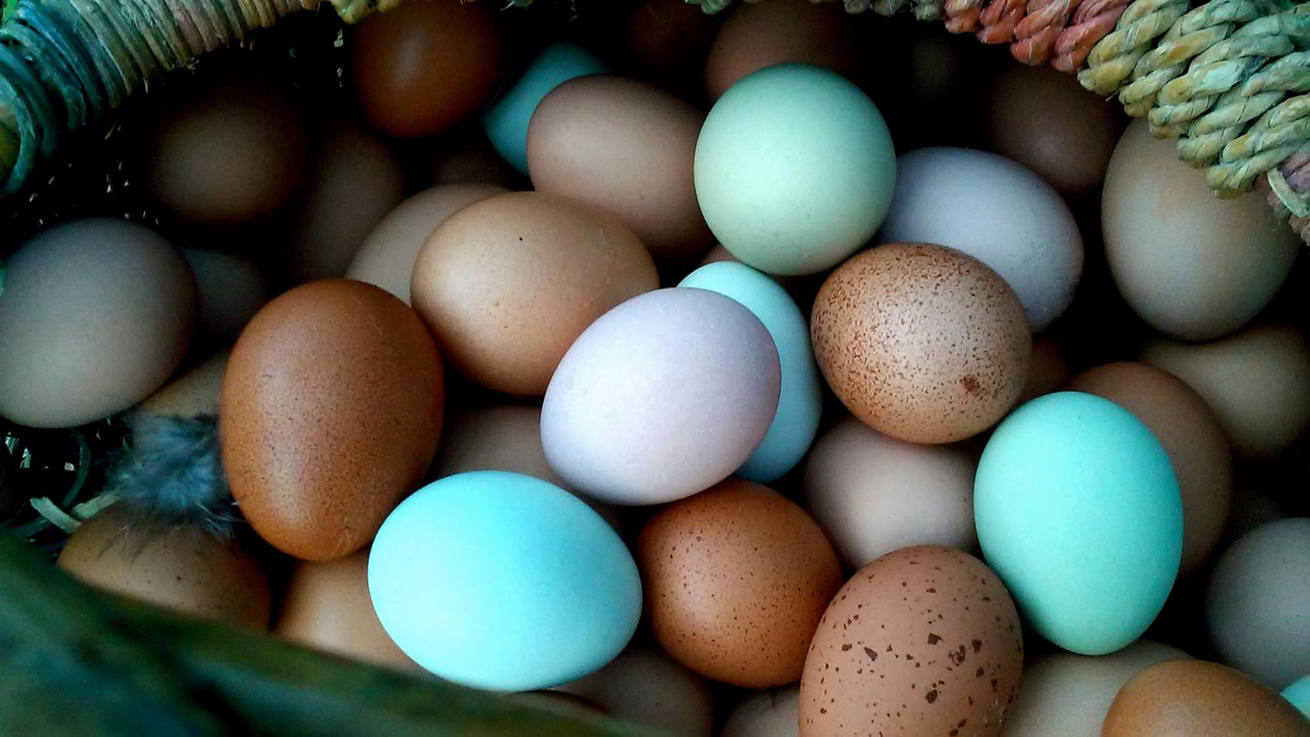 Pastured Soy Free Corn Free Eggs - 3DZ LIMIT, READ BELOW