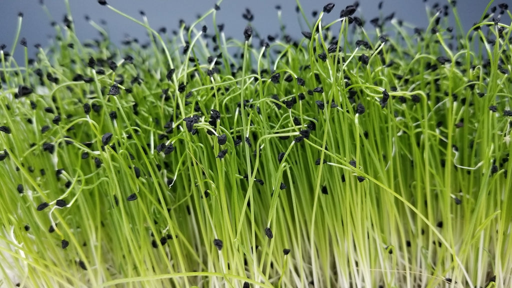 MicroGreens Leek