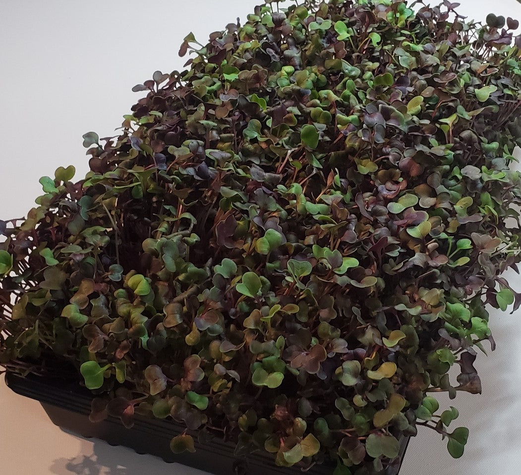 MicroGreens Radish