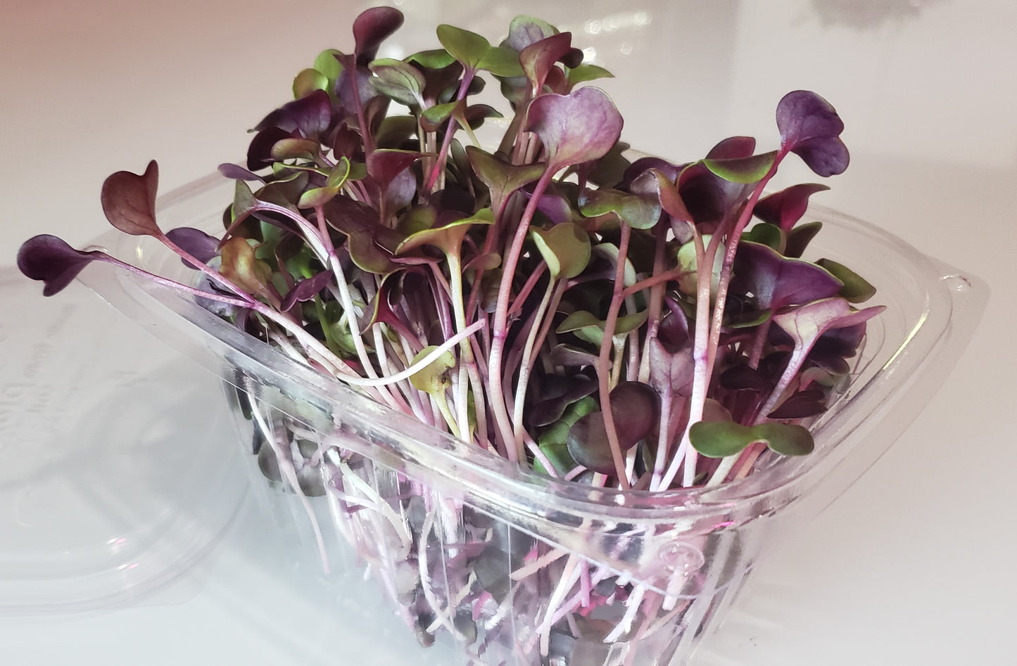 MicroGreens Red Radish & Daikon Mix