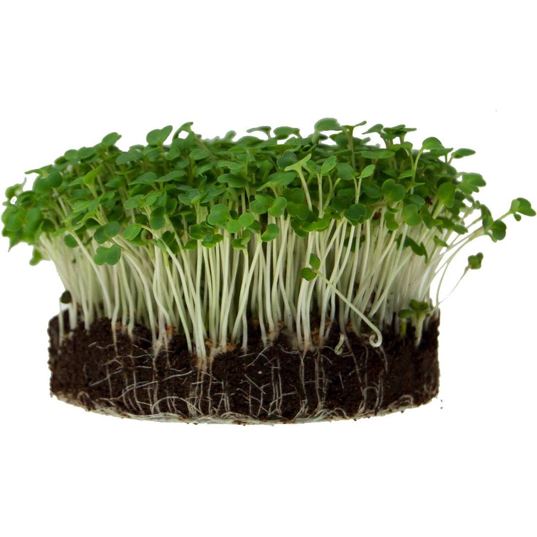 MicroGreens Arugula