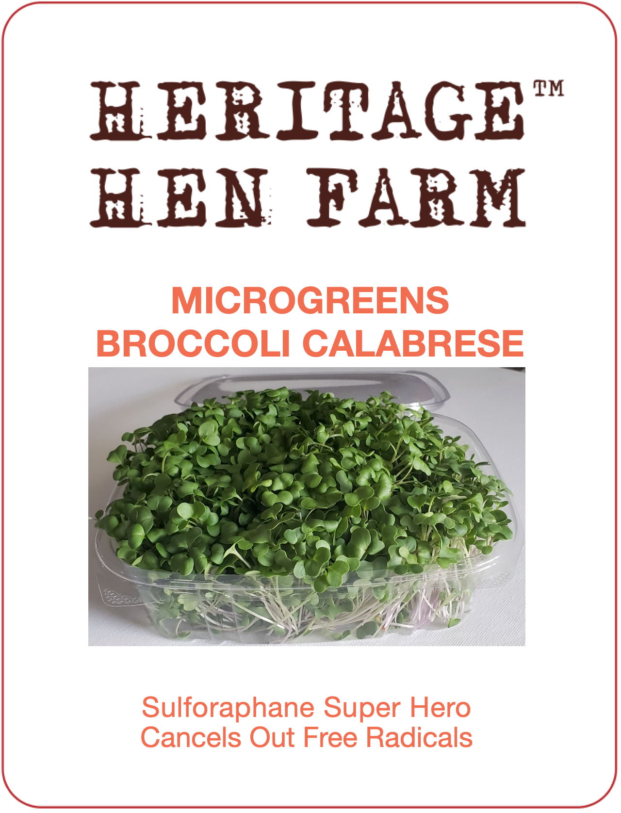 Broccoli MicroGreens